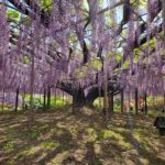 2021年5月　「やさしくて、甘い香りですね」