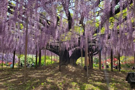 2021年5月　「やさしくて、甘い香りですね」