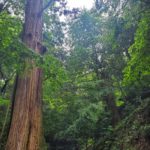 2021年6月　太平山・アジサイ参道の一本杉