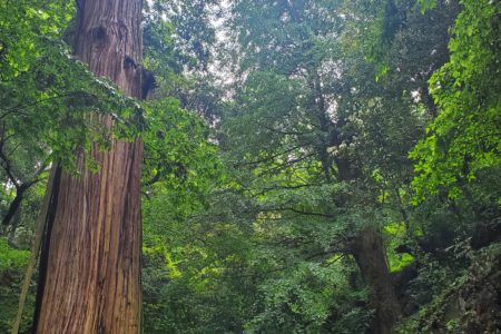 2021年6月　太平山・アジサイ参道の一本杉