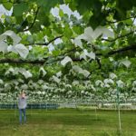 2021年7月　しっかり実をつけて収穫迎えるぶどう