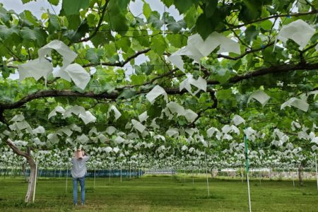 2021年7月　しっかり実をつけて収穫迎えるぶどう