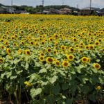 2021年8月　真夏の太陽に向かって咲き誇るヒマワリ　野木町