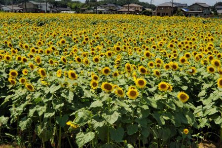 2021年8月　真夏の太陽に向かって咲き誇るヒマワリ　野木町