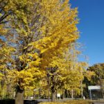 2021年12月　　　　　　　　　晩秋を飾る「黄金」のイチョウ