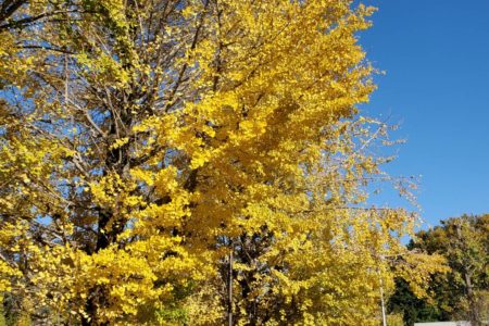 2021年12月　　　　　　　　　晩秋を飾る「黄金」のイチョウ
