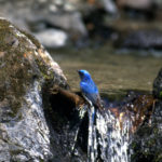 2022年1月　　　　　　　　県鳥「オオルリ」
