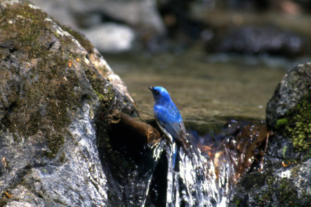 2022年1月　　　　　　　　県鳥「オオルリ」