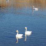 2022年2月「壬生町黒川に飛来したハクチョウ」