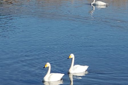 2022年2月「壬生町黒川に飛来したハクチョウ」