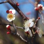 2022年3月「季節の変わり目を伝える梅の花」