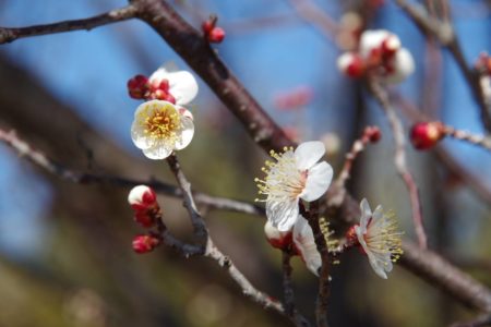 2022年3月「季節の変わり目を伝える梅の花」