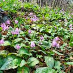 2022年4月「三毳山(みかもやま)に群生するカタクリの花」