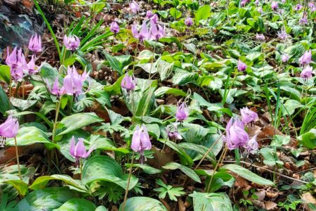 2022年4月「三毳山(みかもやま)に群生するカタクリの花」