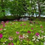 2022年6月　奥日光市・中禅寺湖のクリンソウ(九輪草)