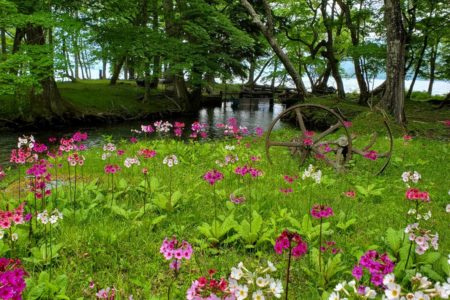 2022年6月　奥日光市・中禅寺湖のクリンソウ(九輪草)