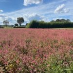 2022年10月　「秋空に映える赤いそばの花」