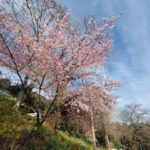 2023年2月　栃木市清水寺「早咲き桜」