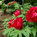 2023年4月　「井頭公園のボタン園」