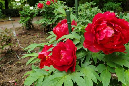 2023年4月　「井頭公園のボタン園」